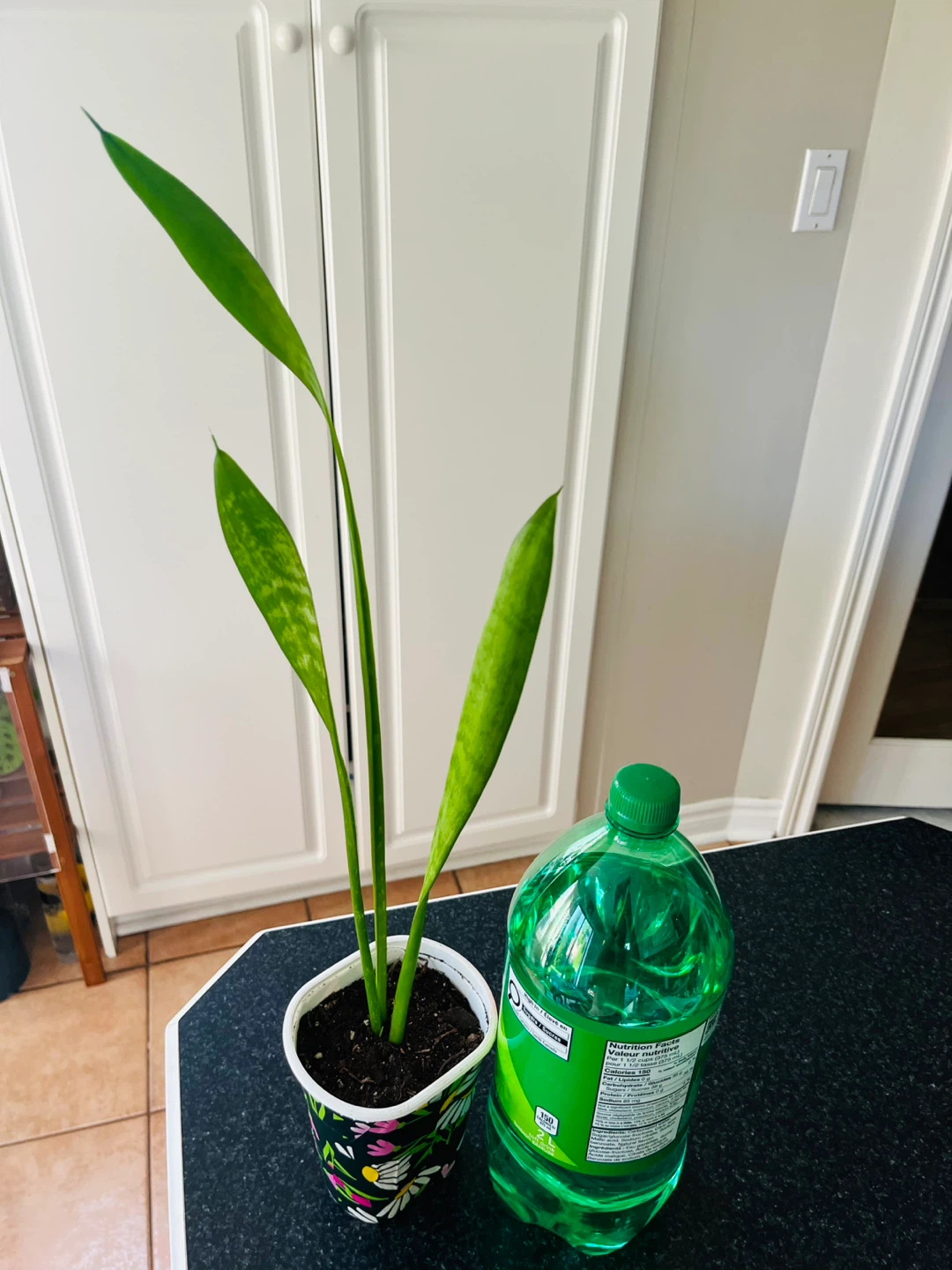 Healthy Snake Plant - photo 5