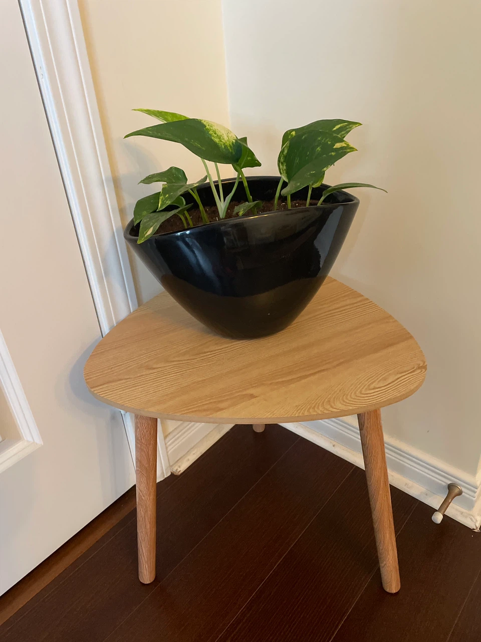 Home decor - Pothos Plant in Black Planter