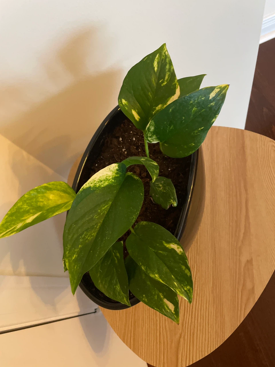 Home decor - Pothos Plant in Black Planter - photo 2