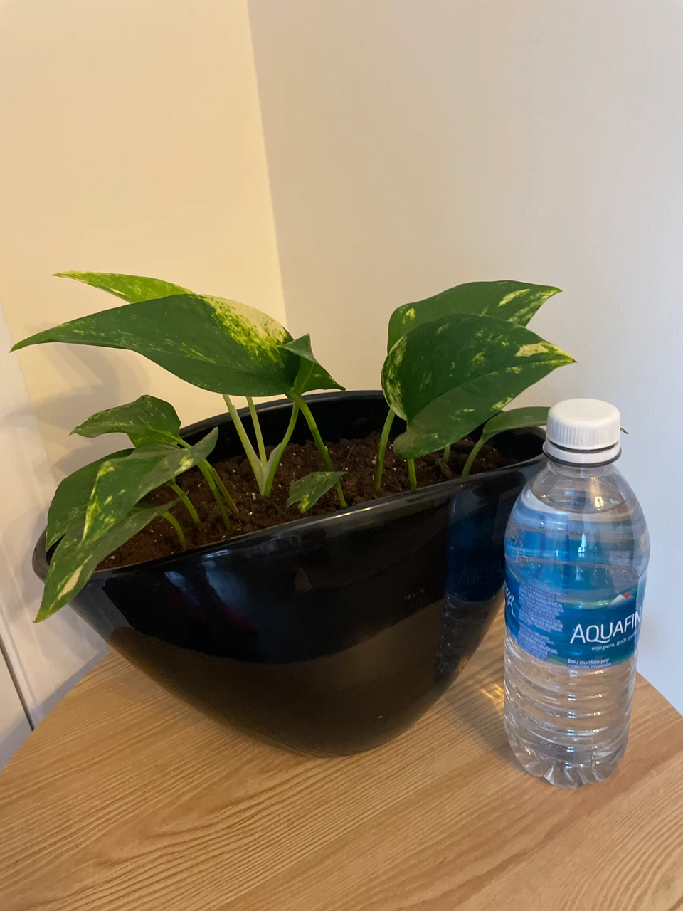 Home decor - Pothos Plant in Black Planter - photo 3