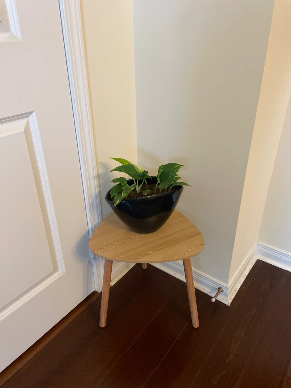 Home decor - Pothos Plant in Black Planter - photo 4