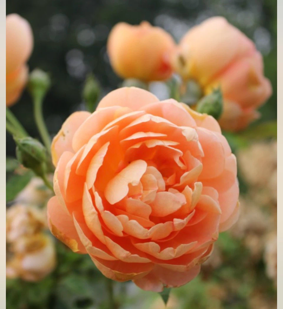 DA Lady of Shalott climbing rose 2 gallons
