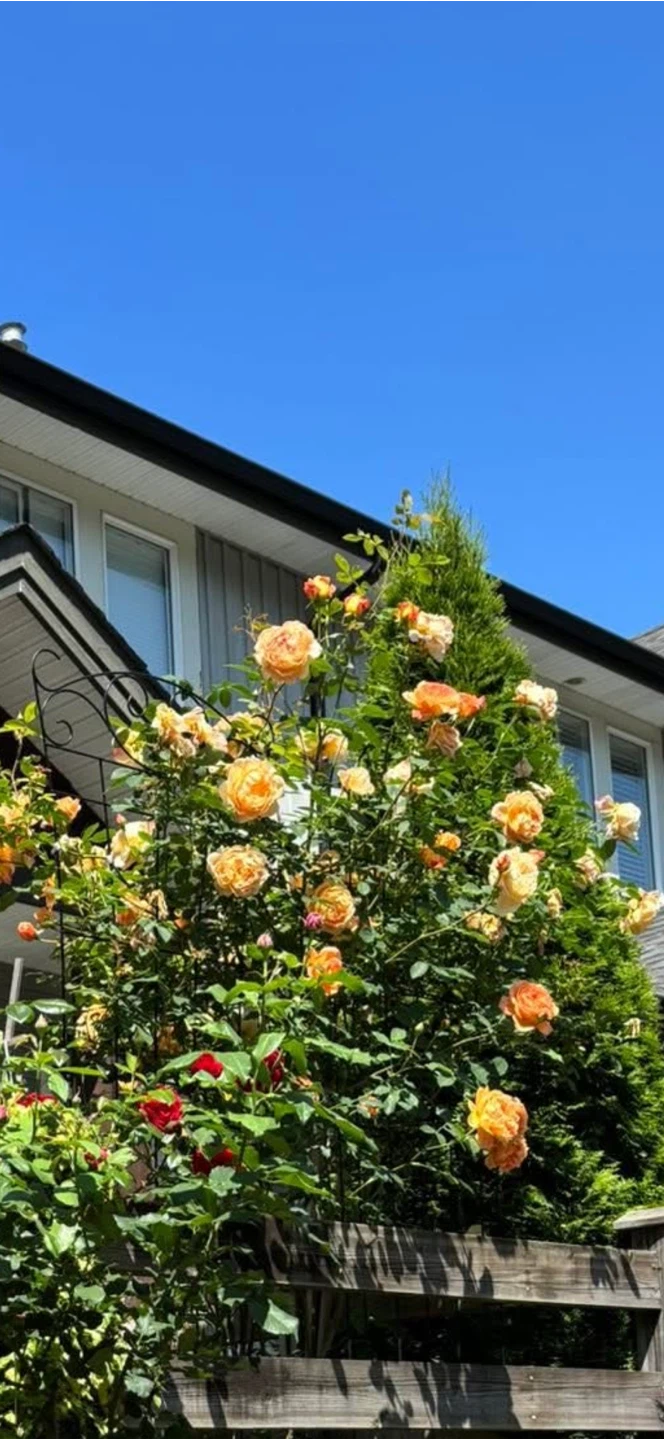 DA Lady of Shalott climbing rose 2 gallons - photo 2