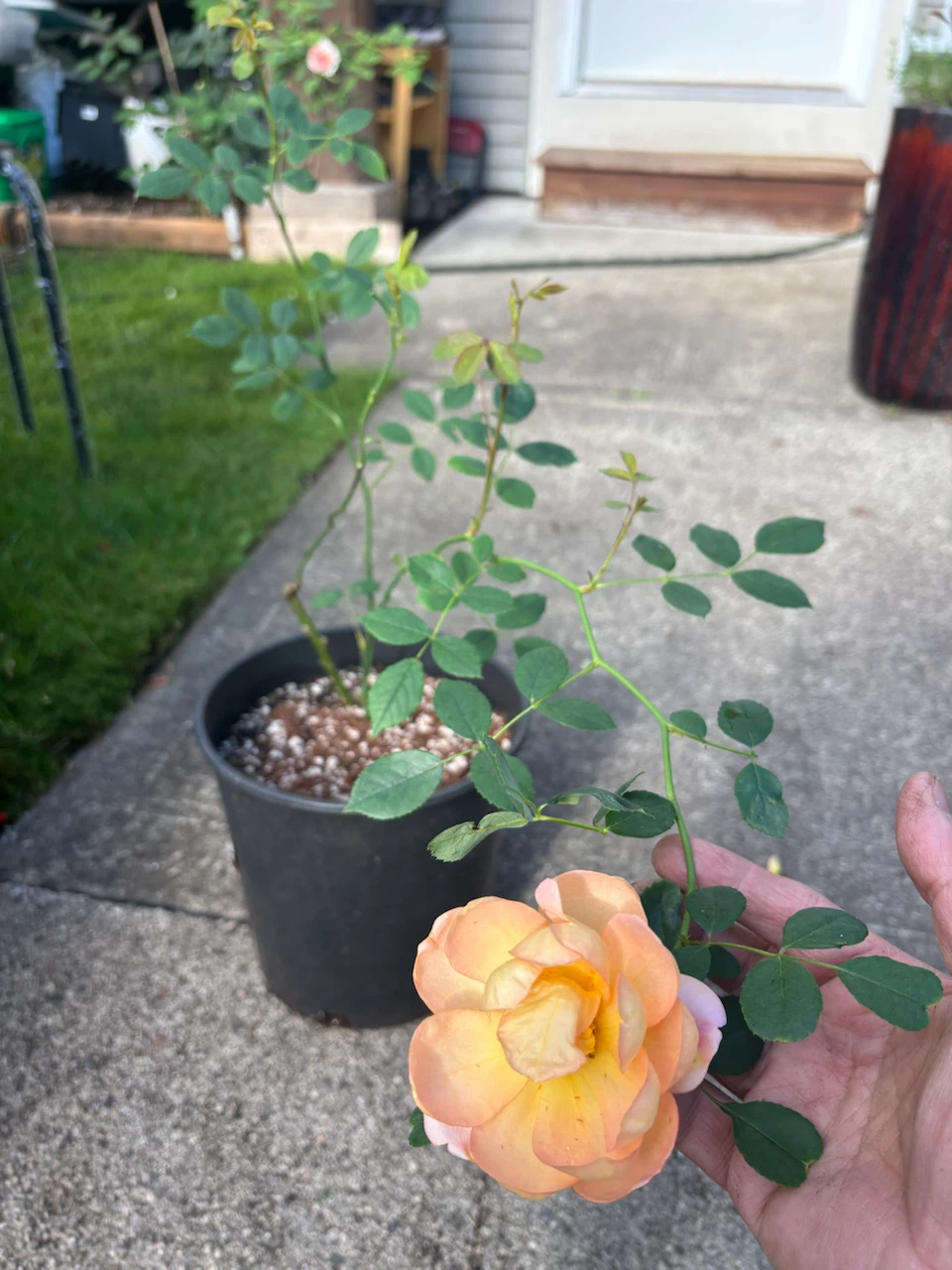 DA Lady of Shalott climbing rose 2 gallons - photo 3