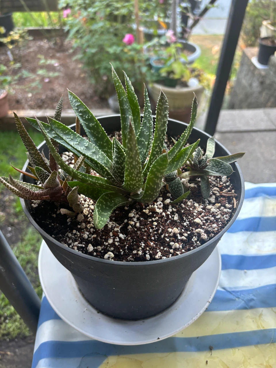 Assorted Succulent Plant in Pot