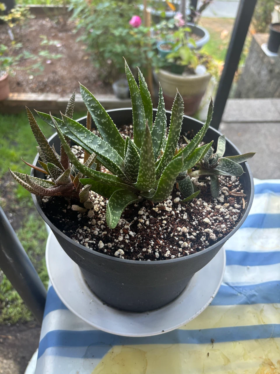 Assorted Succulent Plant in Pot - photo 2
