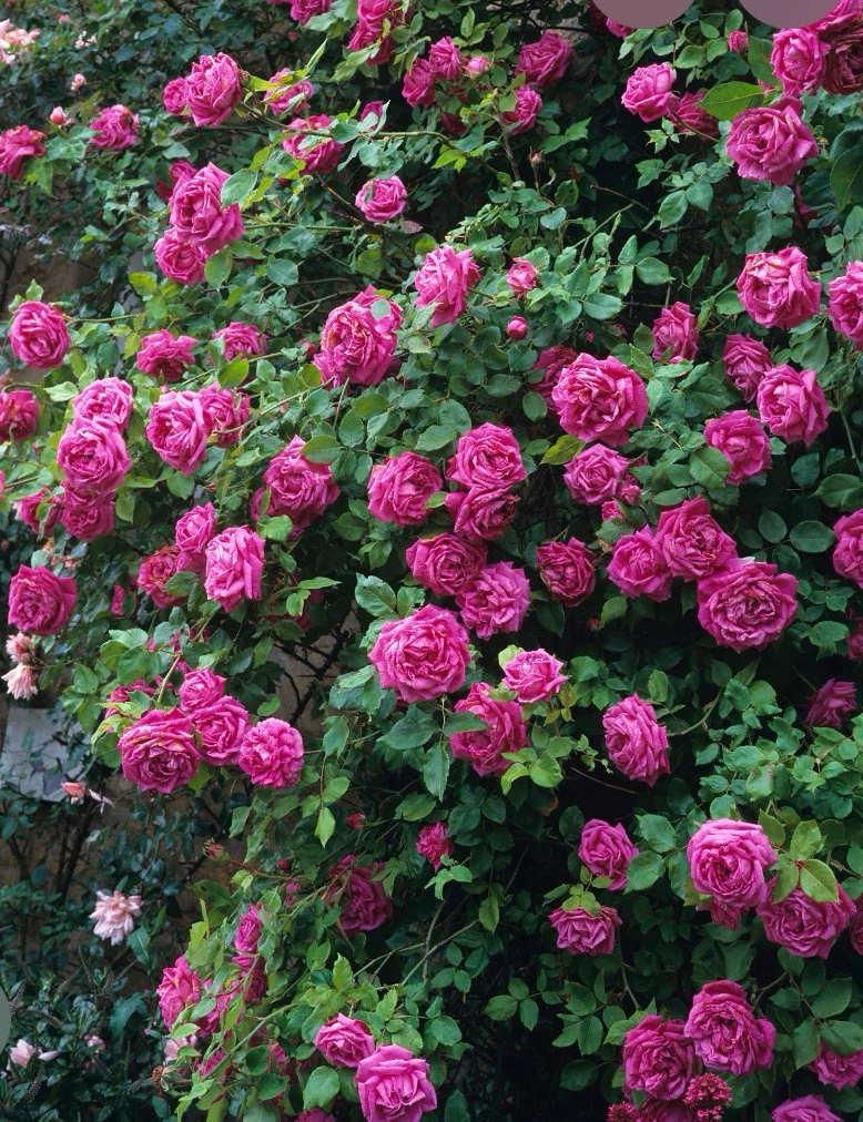 Heirloom Purple Rose Bush in Pot