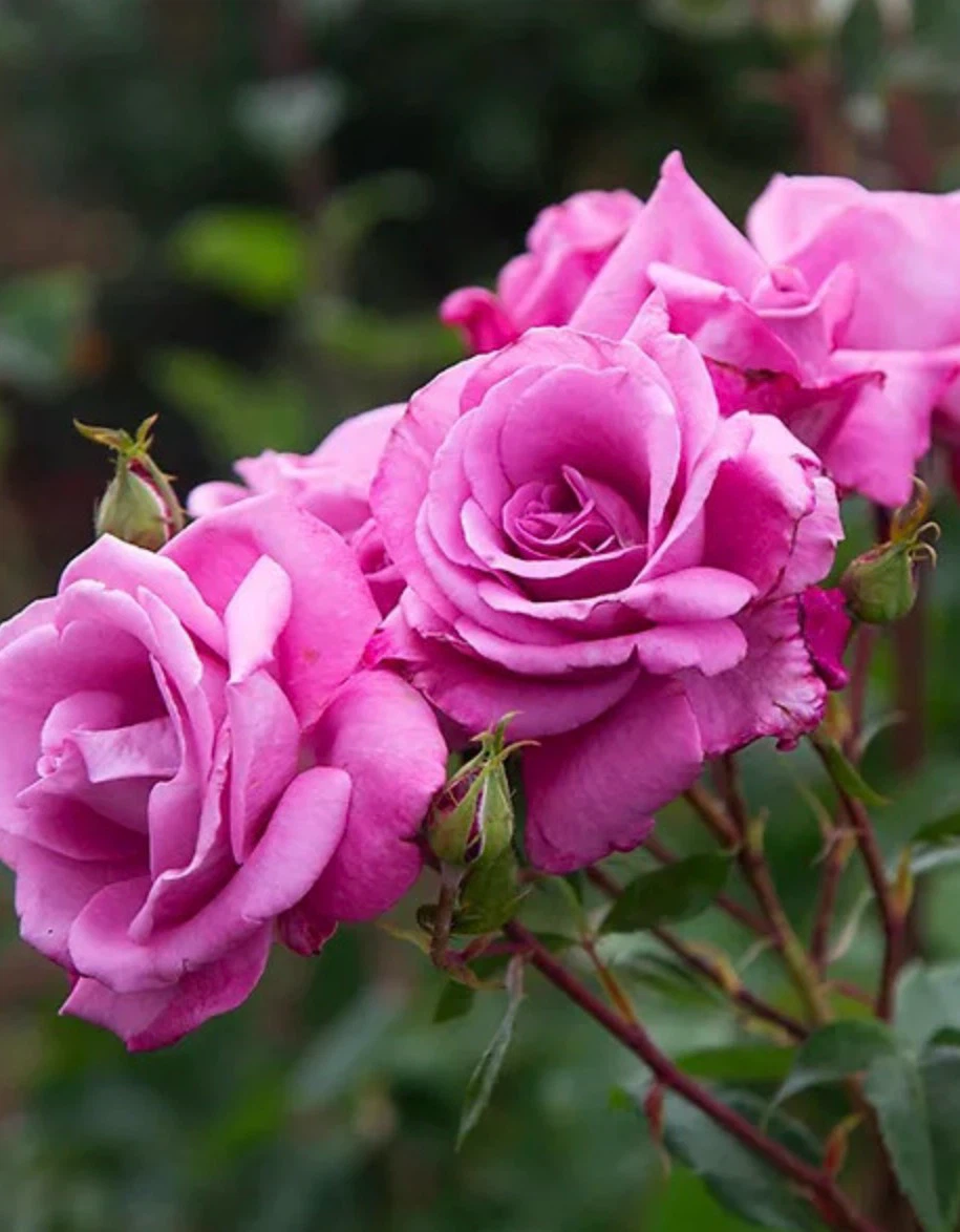 Heirloom Purple Rose Bush in Pot - photo 2