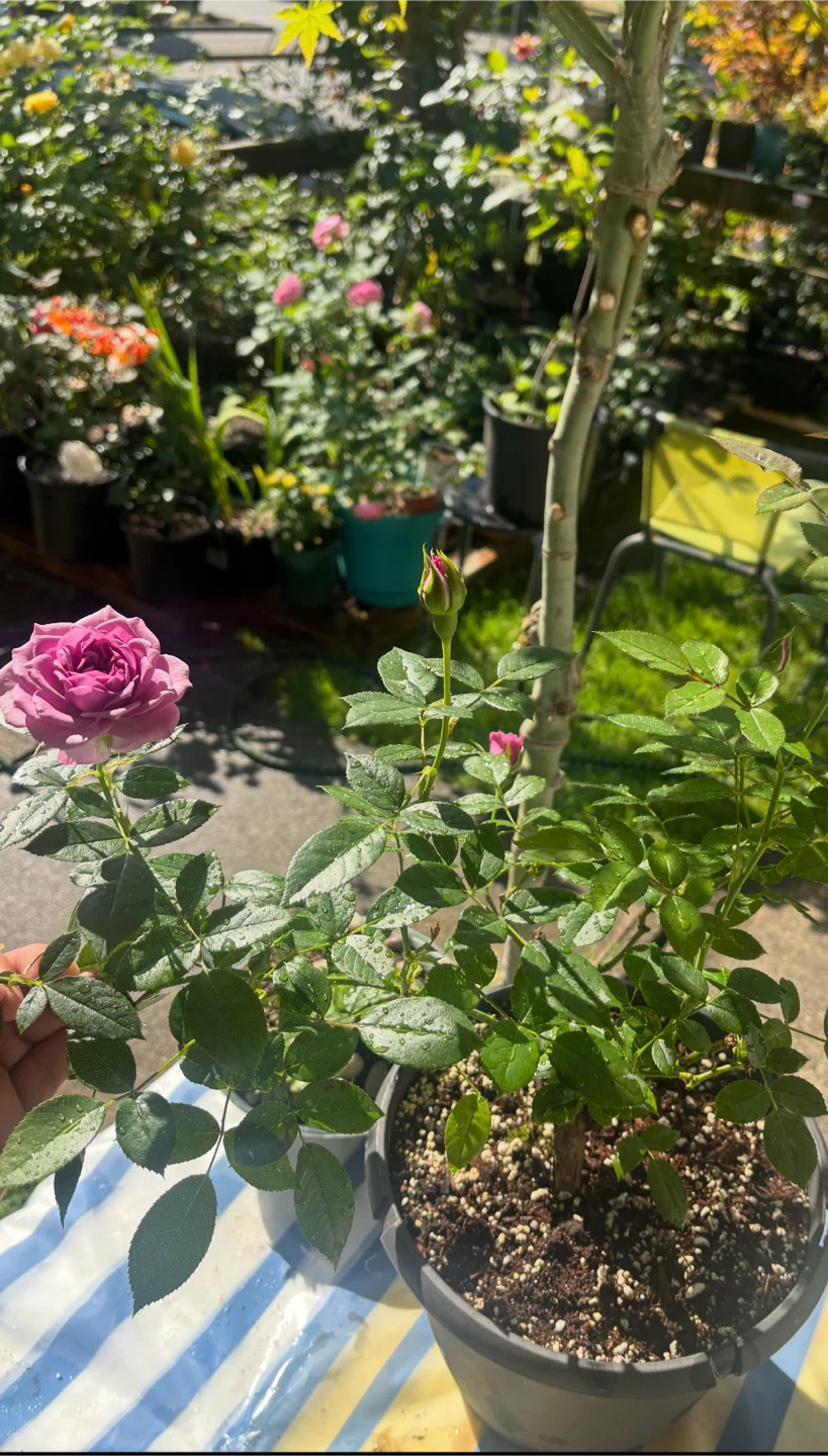 Heirloom Purple Rose Bush in Pot - photo 3