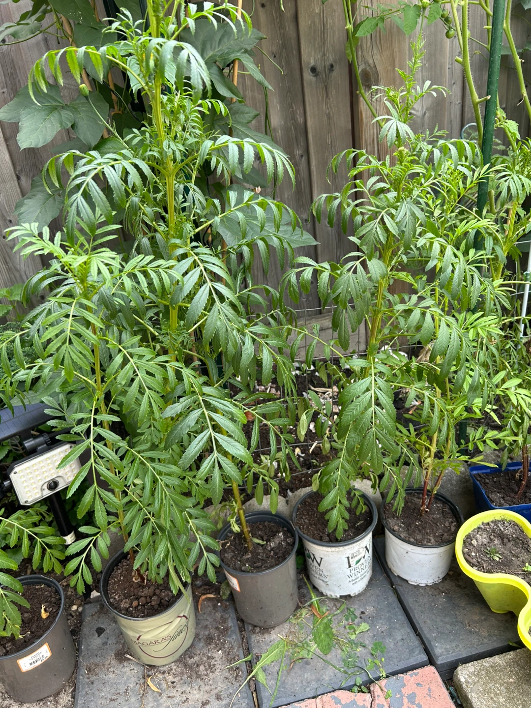 Potted Marigold Plants
