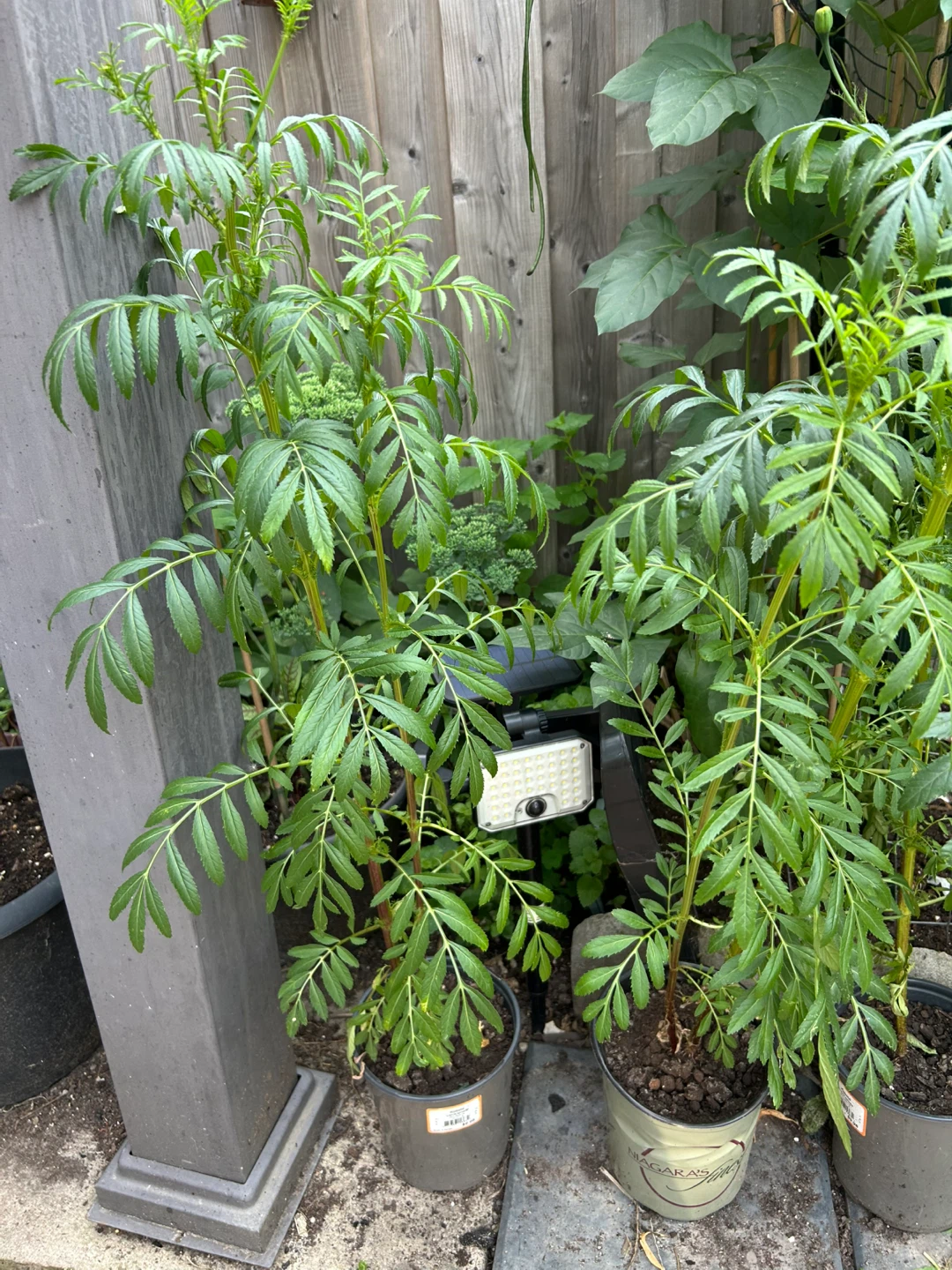 Potted Marigold Plants - photo 2