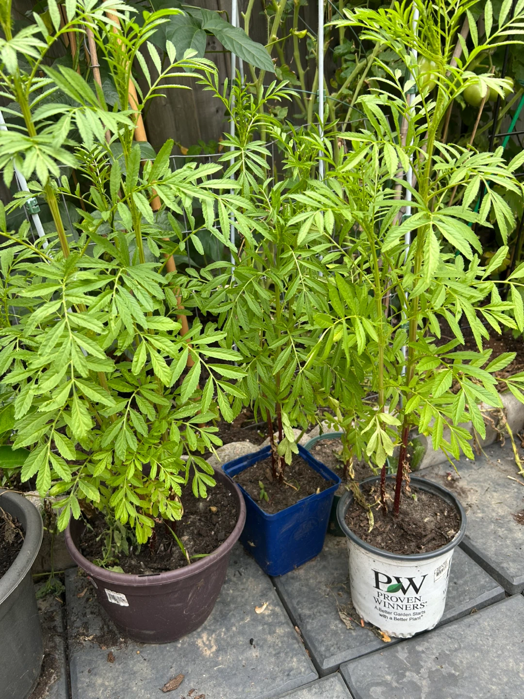 Potted Marigold Plants - photo 3