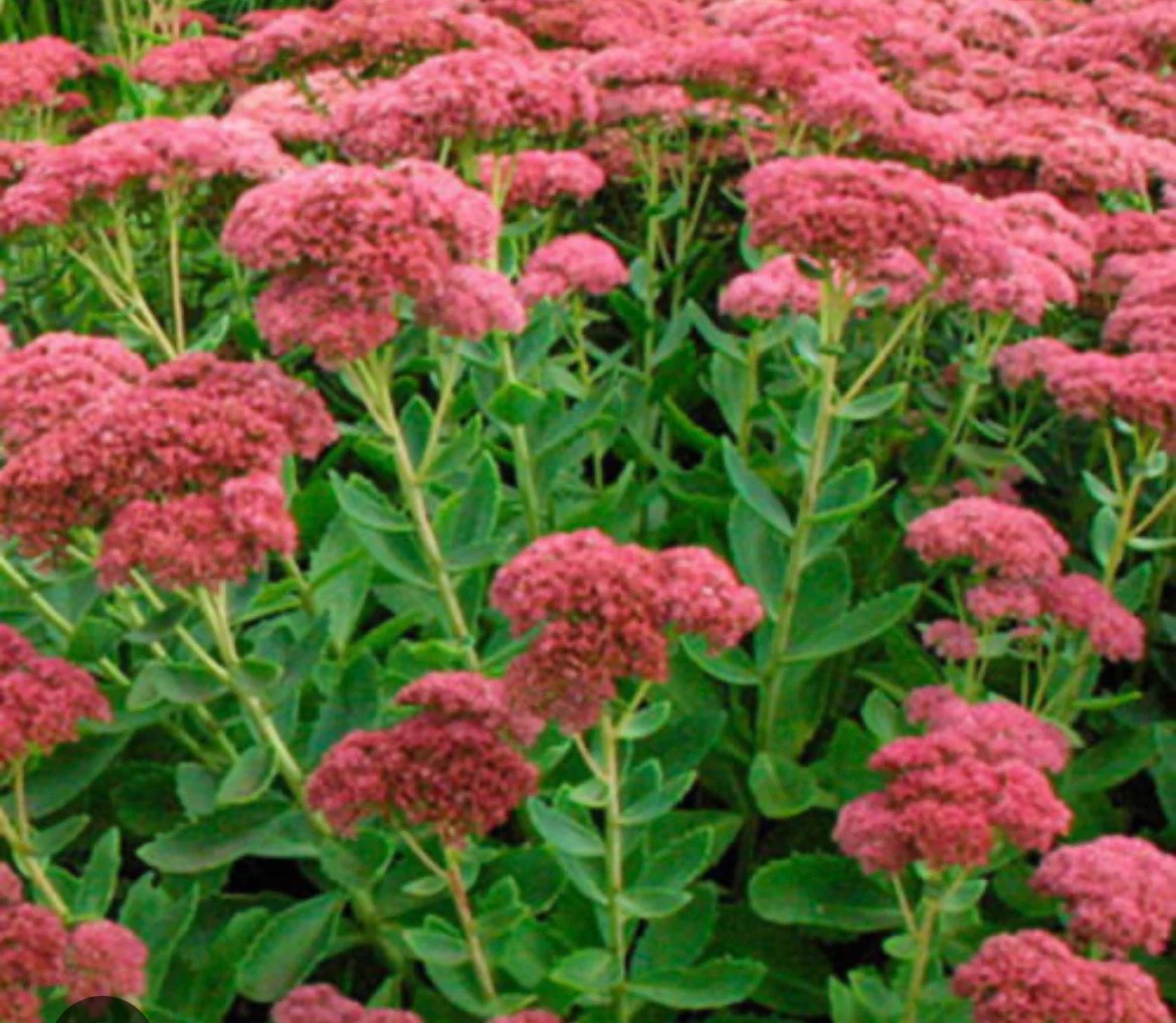 Sedum Plant in Pot