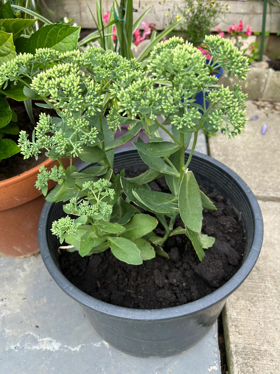 Sedum Plant in Pot - photo 2