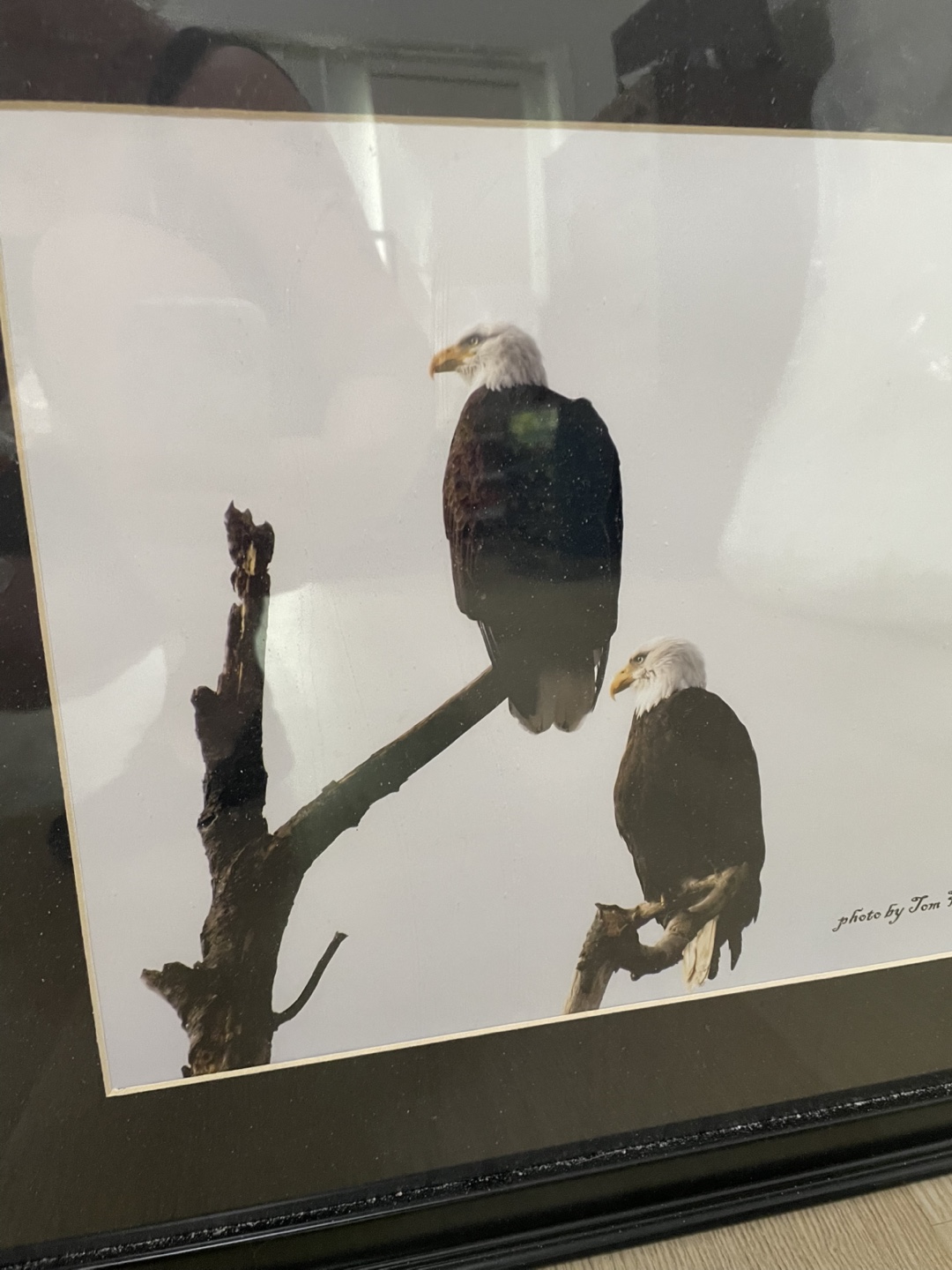 Framed Eagle Photograph - photo 2