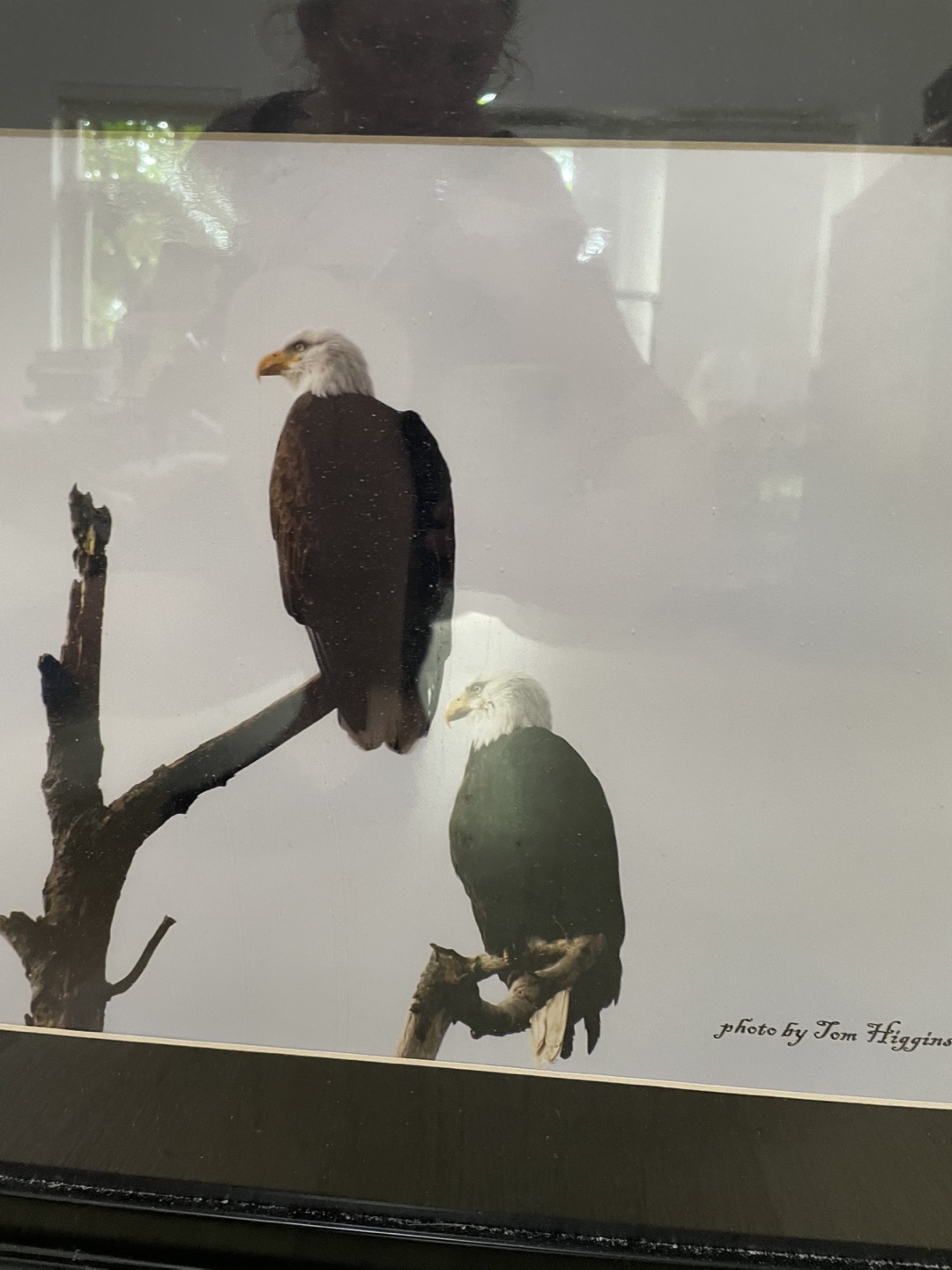 Framed Eagle Photograph - photo 3