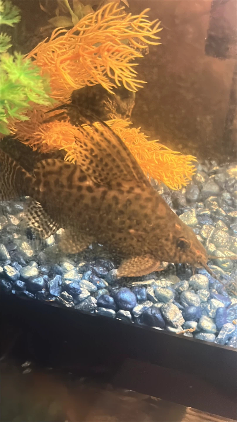 Synodontis eupterus Featherfin Squeaker Catfish