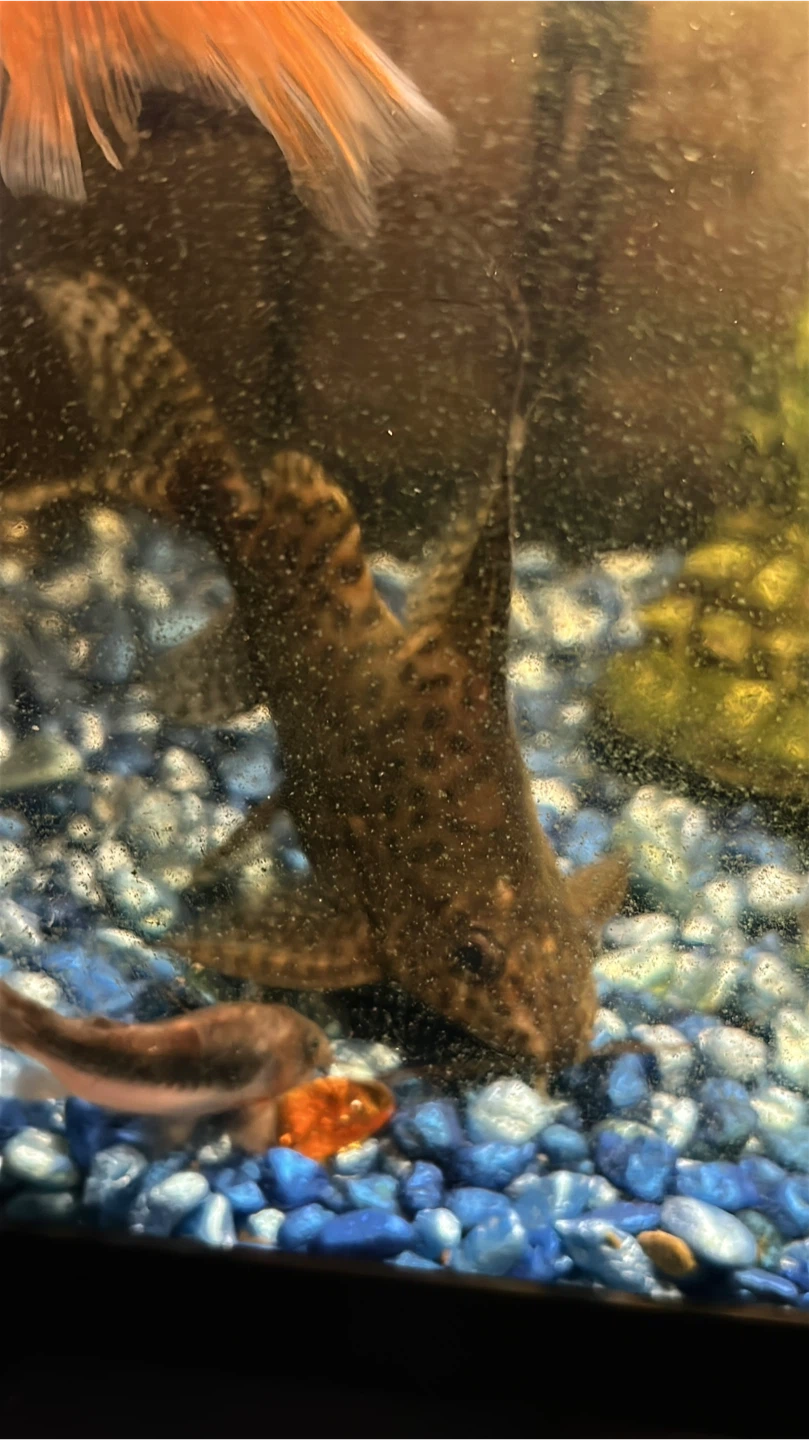 Synodontis eupterus Featherfin Squeaker Catfish - photo 2