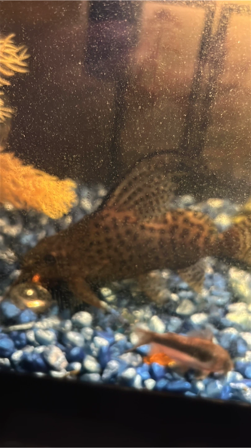 Synodontis eupterus Featherfin Squeaker Catfish - photo 3