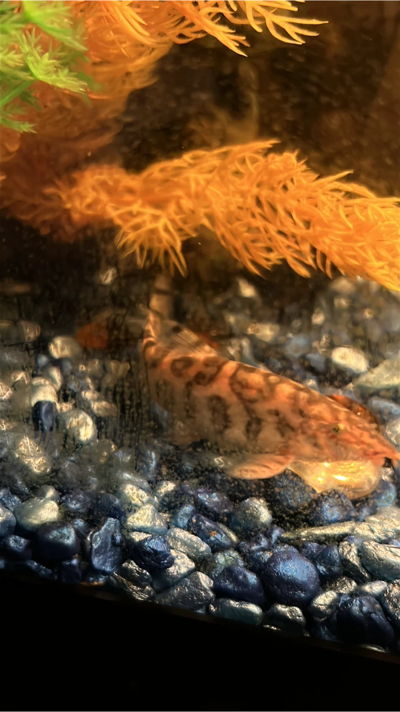 Yo-yo Loach fish