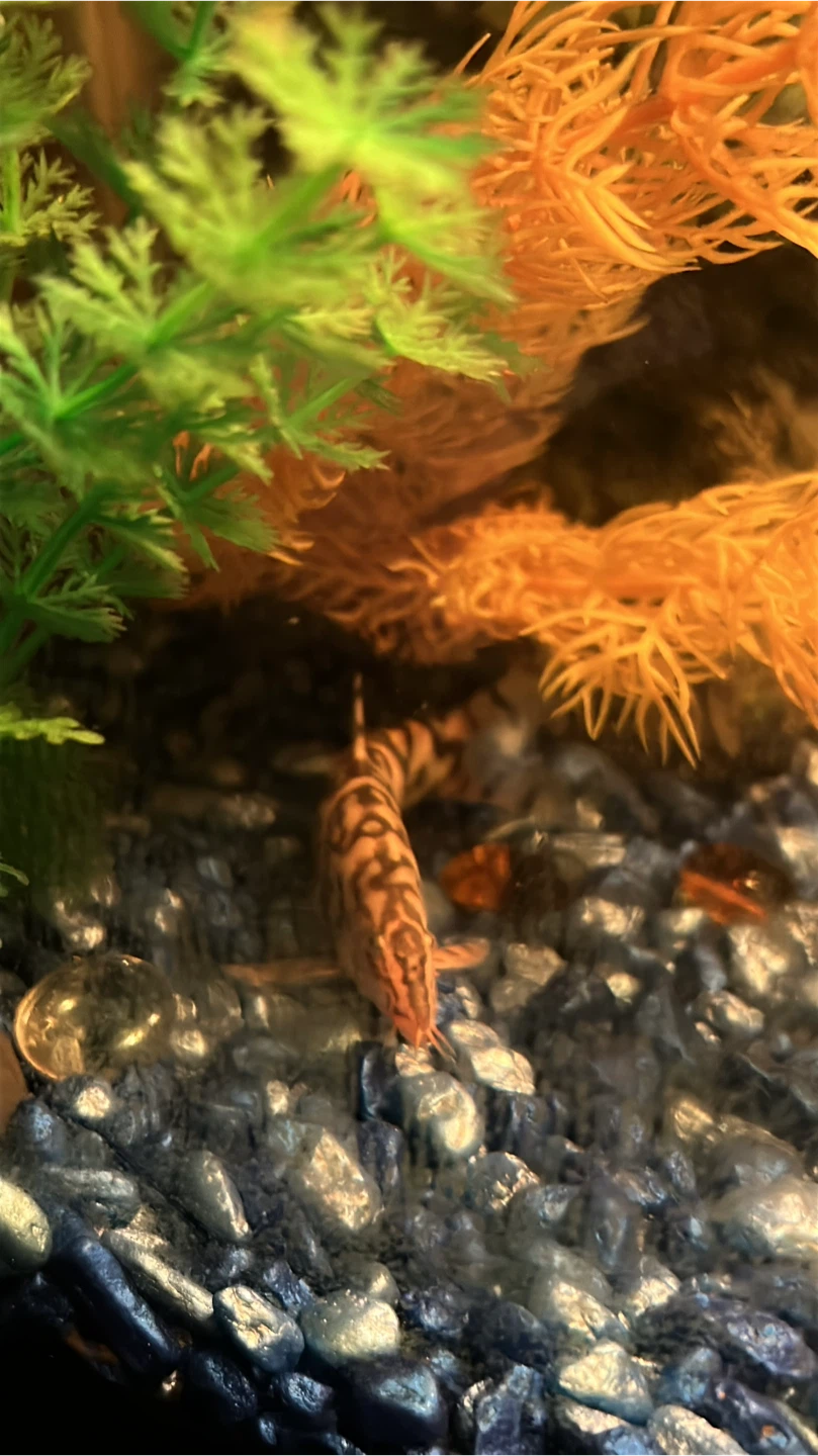 Yo-yo Loach fish - photo 2