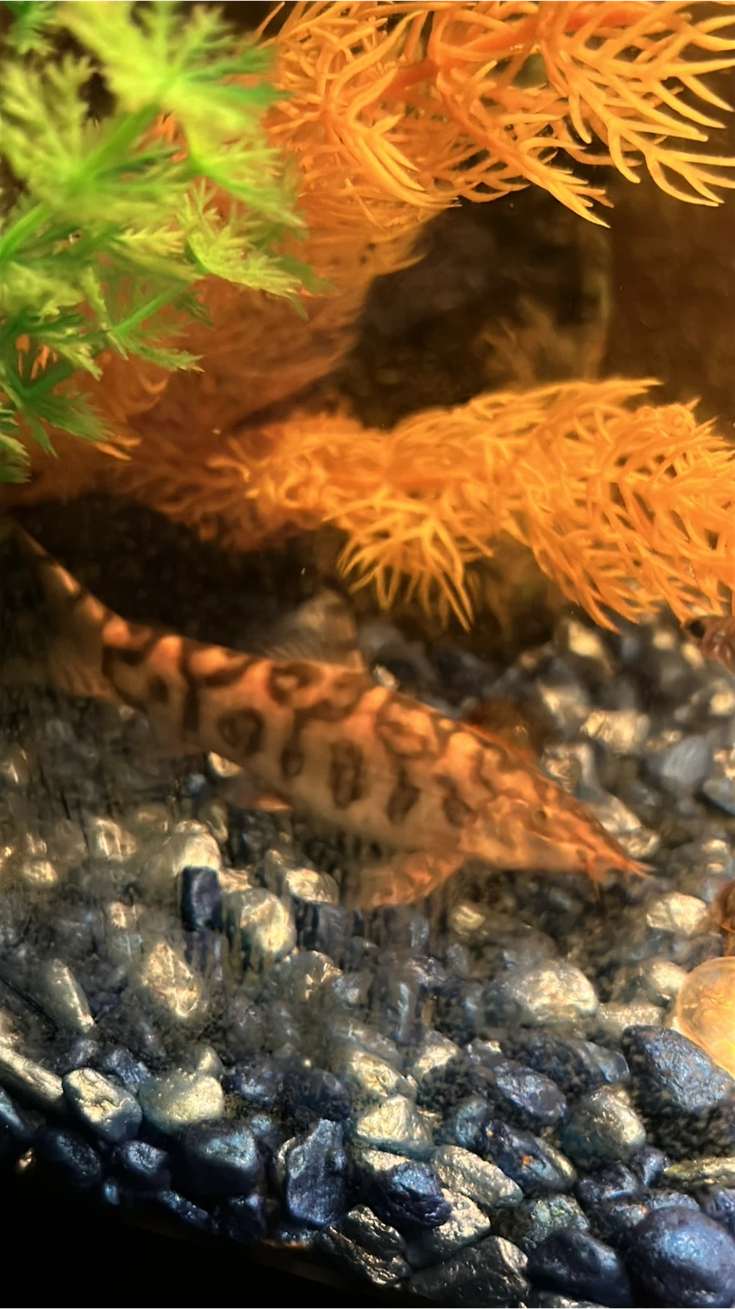 Yo-yo Loach fish - photo 3