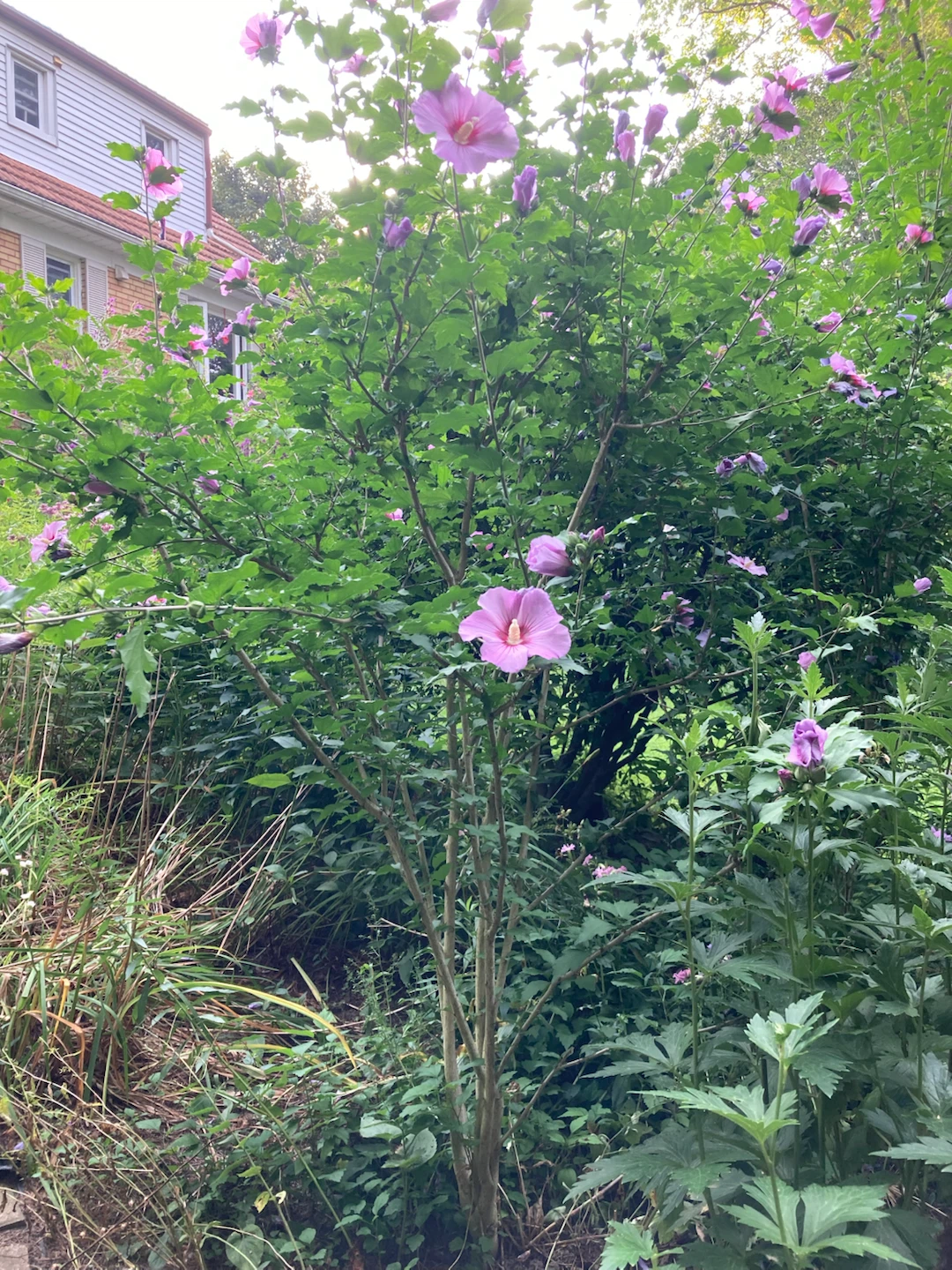 💜🩷5-ft Healthy Pink Rose of Sharon Tree - photo 2