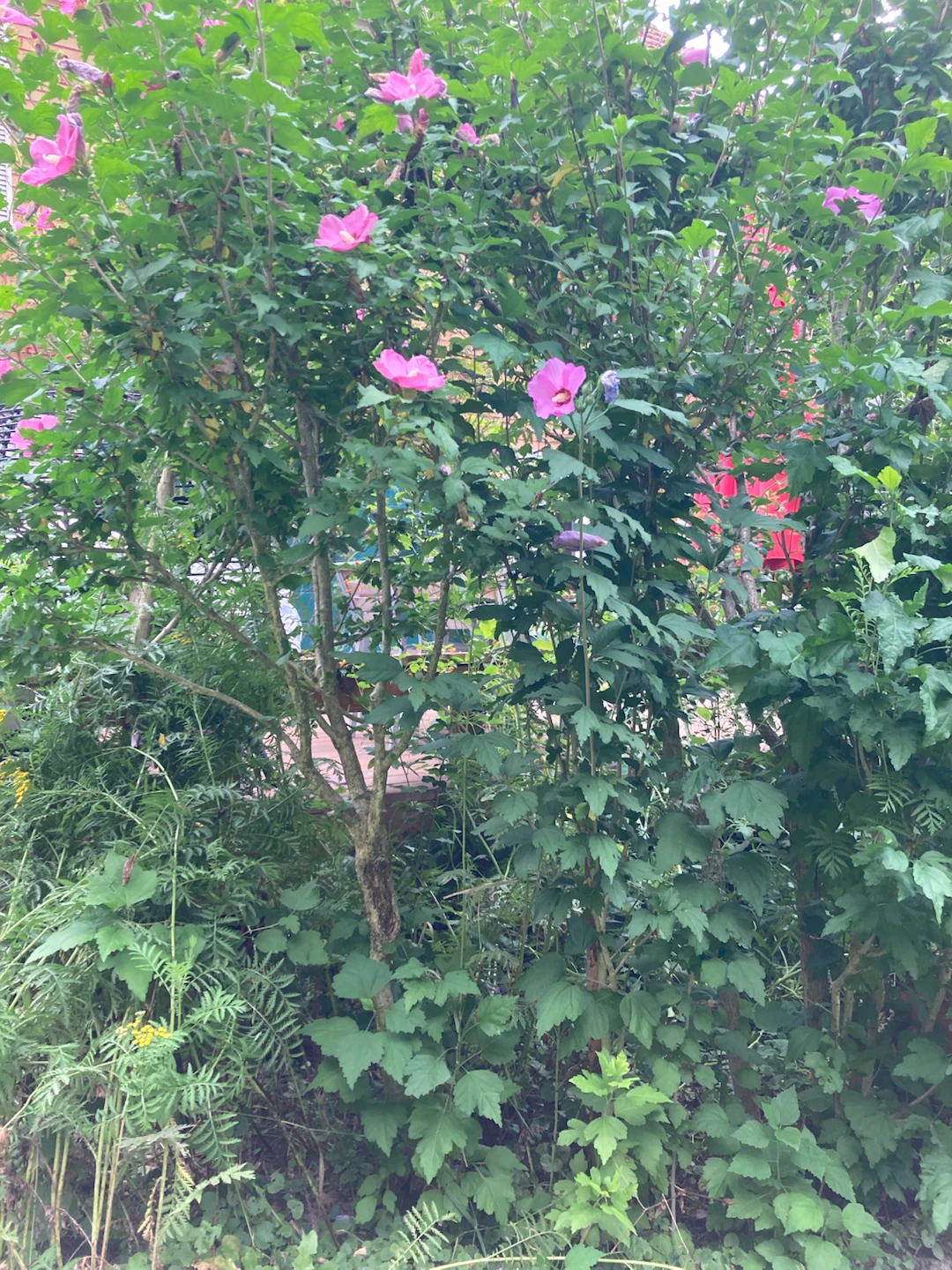 💜🩷5-ft Healthy Pink Rose of Sharon Tree - photo 3
