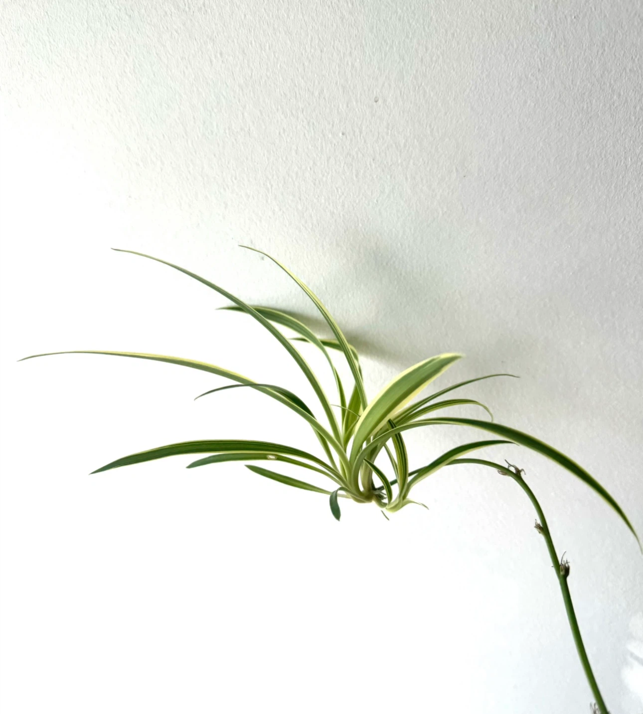 Variegated Spider Plant Baby