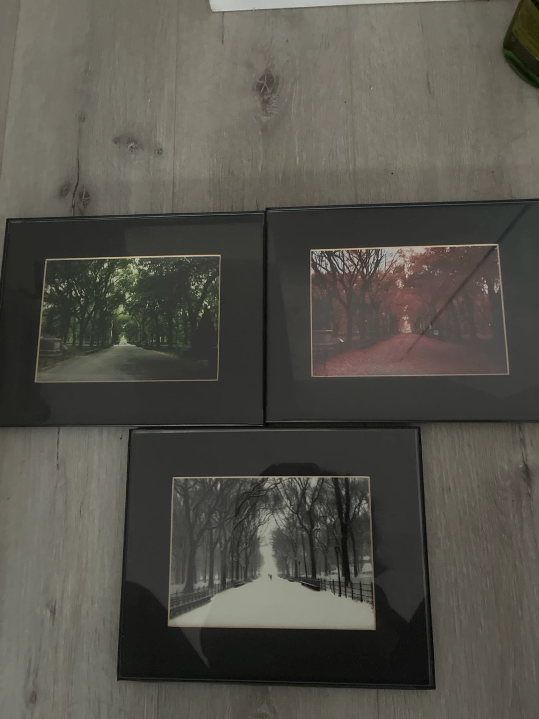 Set of 3 Framed Photos - Scenic Tree-Lined Paths