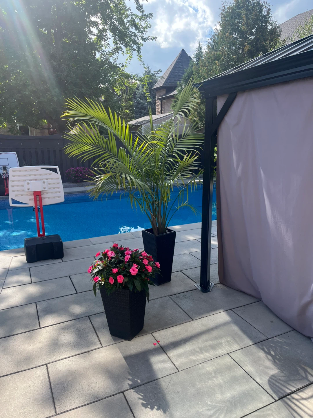 Large Palm Tree Available For Immediate Sale