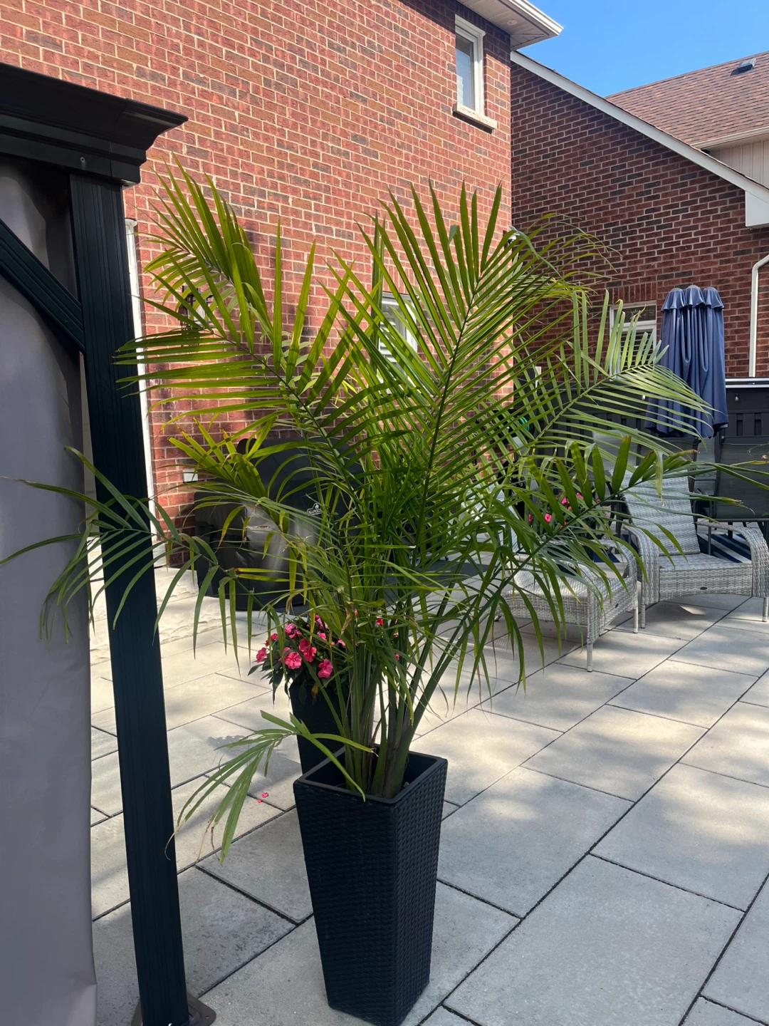 Large Palm Tree Available For Immediate Sale - photo 2