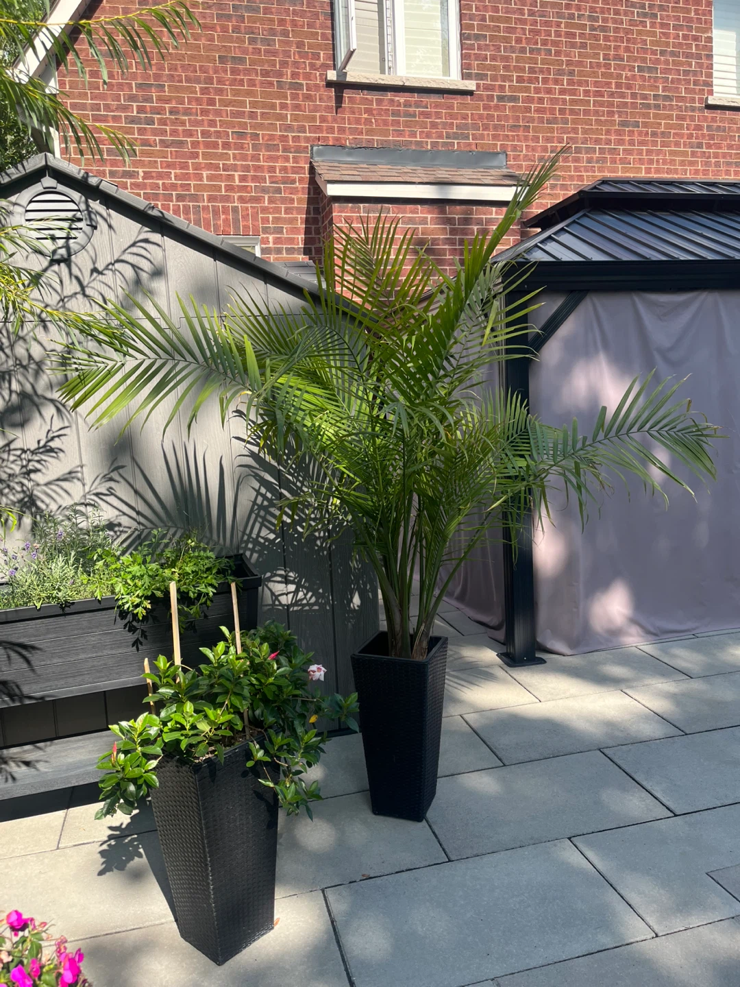 Large Palm Tree Available For Immediate Sale - photo 4