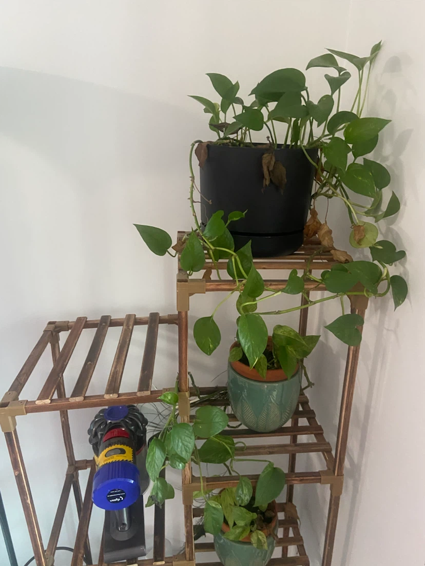 Wooden Plant Stand with 4 Tiers