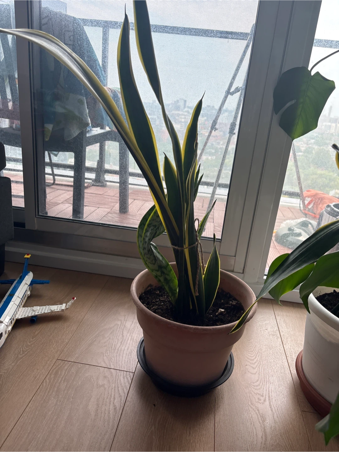 Snake Plant in Terracotta Pot