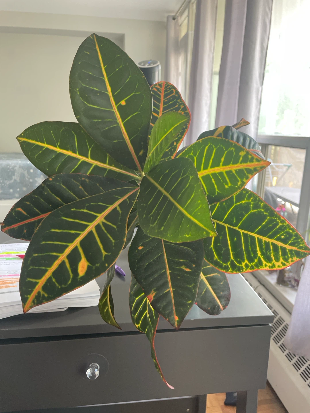 Beautiful Croton Plant