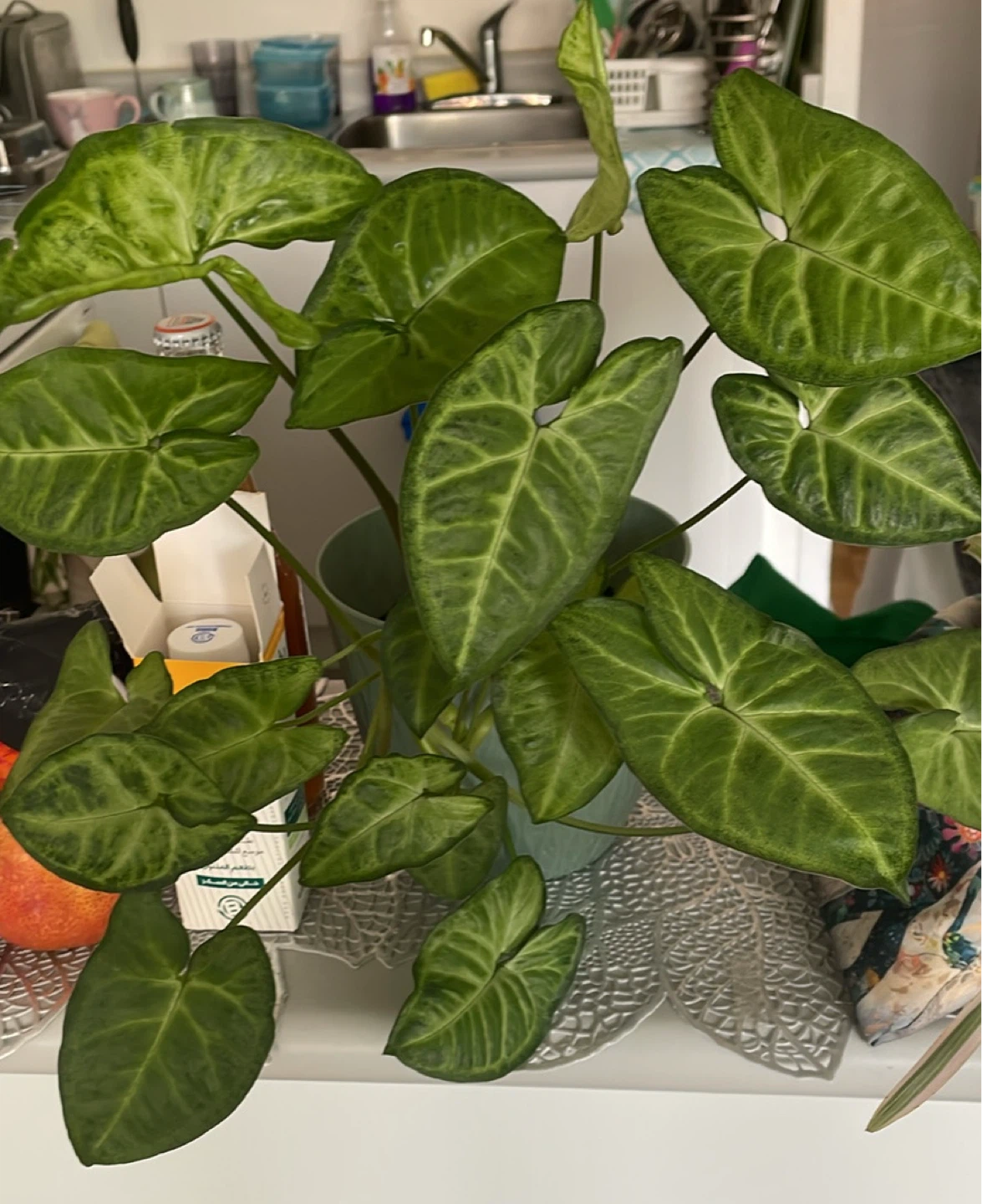 Arrowhead Plant