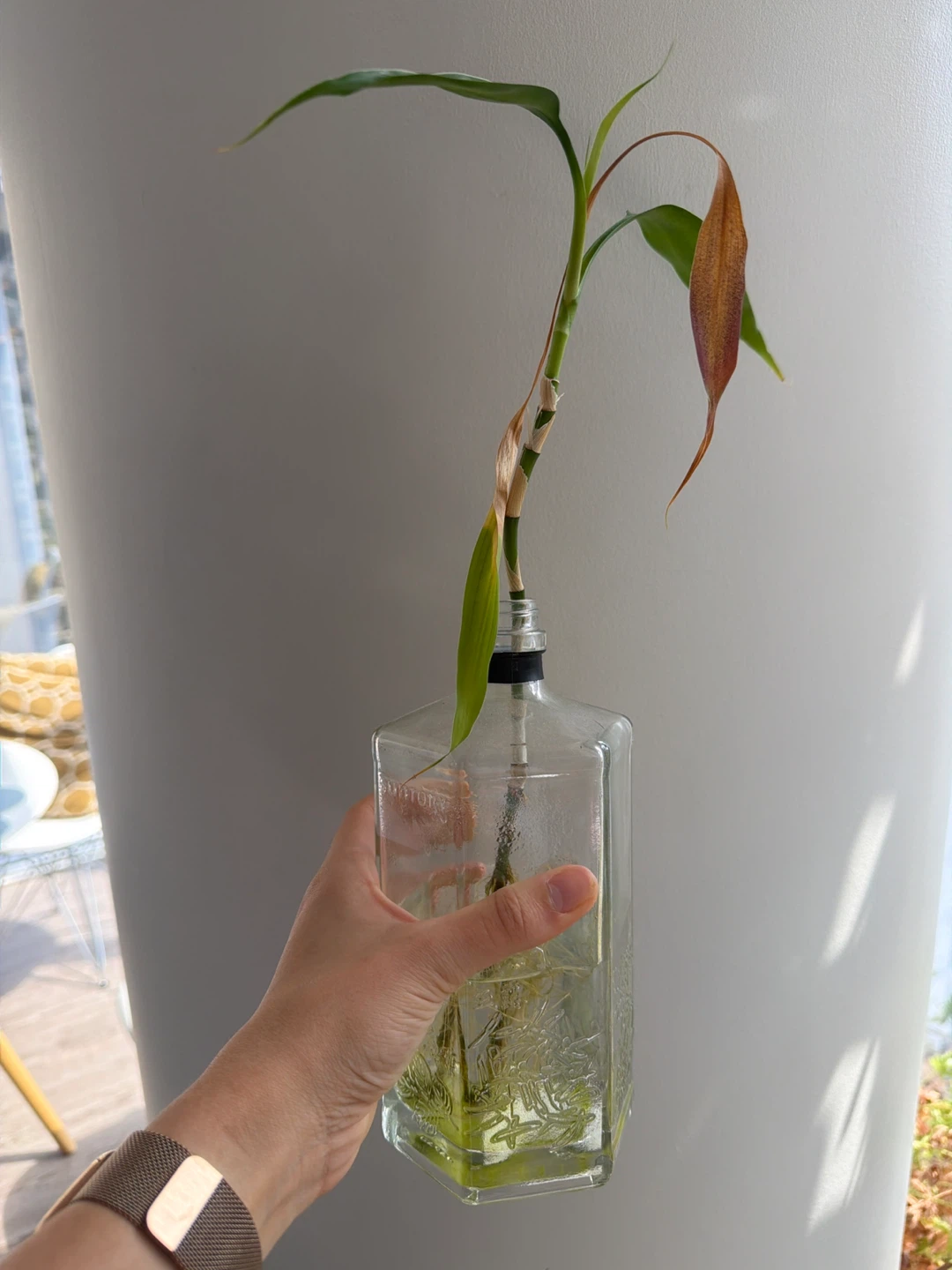 Lucky Bamboo in Glass Bottle