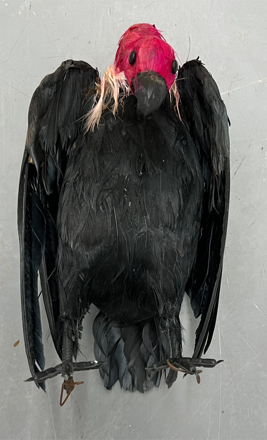 Vintage Halloween Feathered Vulture Prop Lot 4pc Bird Decoration - photo 4