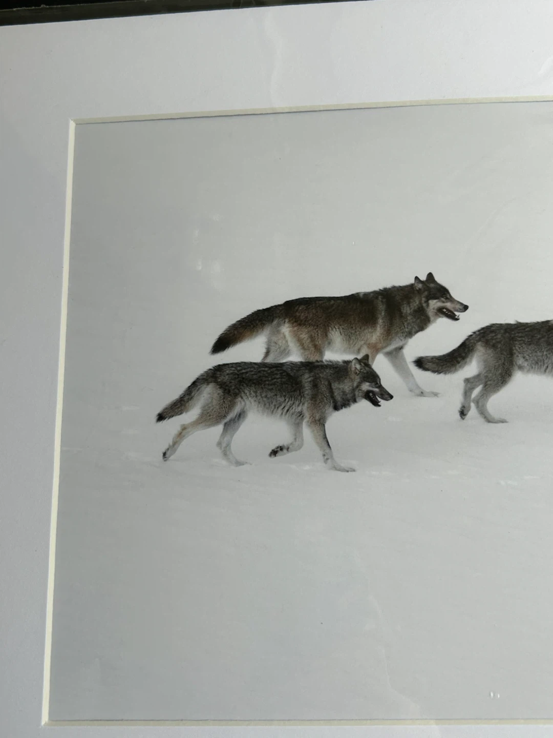 Mountains and Treasures Matted Print - Wolves in Snow - photo 2