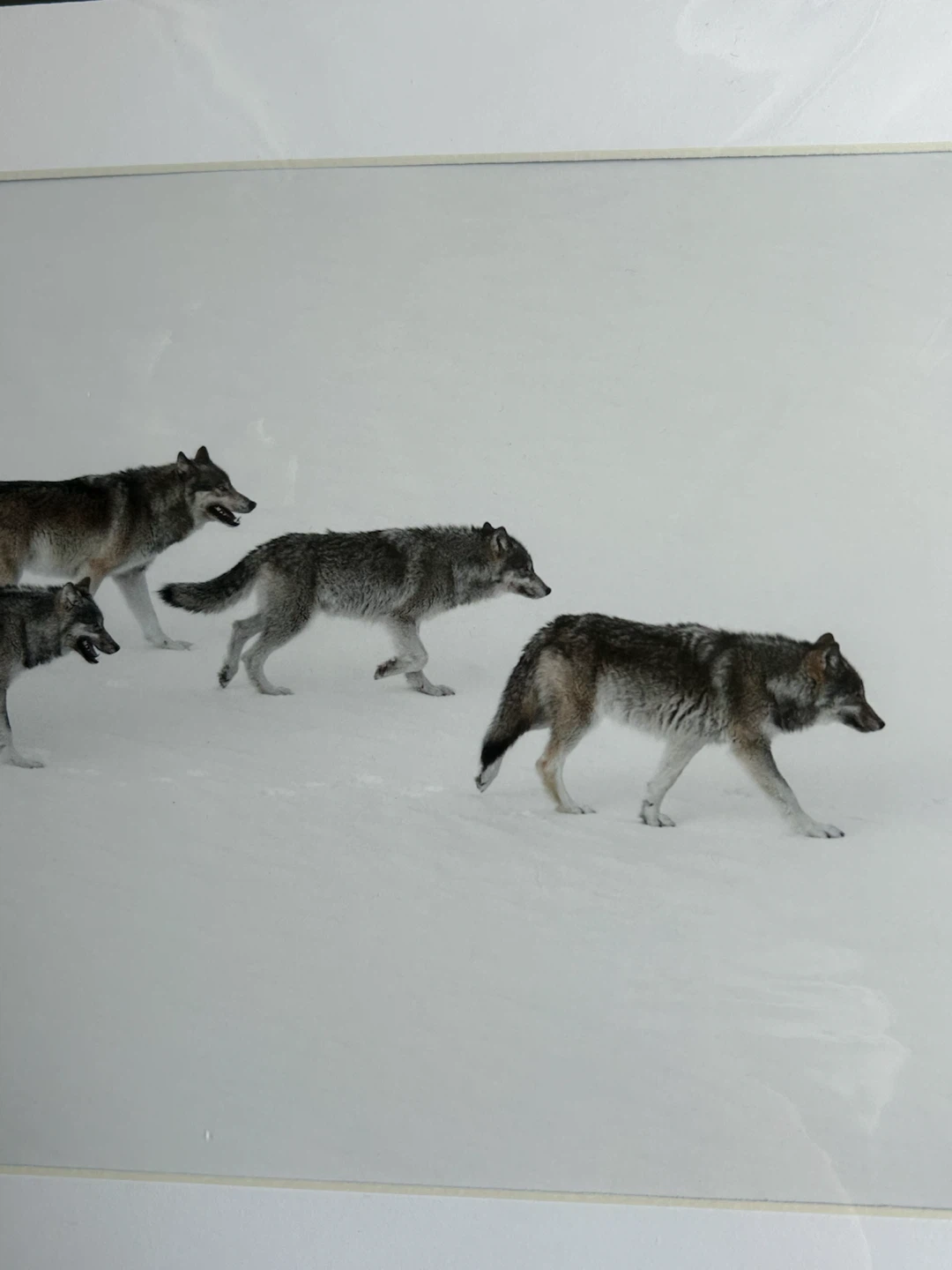 Mountains and Treasures Matted Print - Wolves in Snow - photo 3