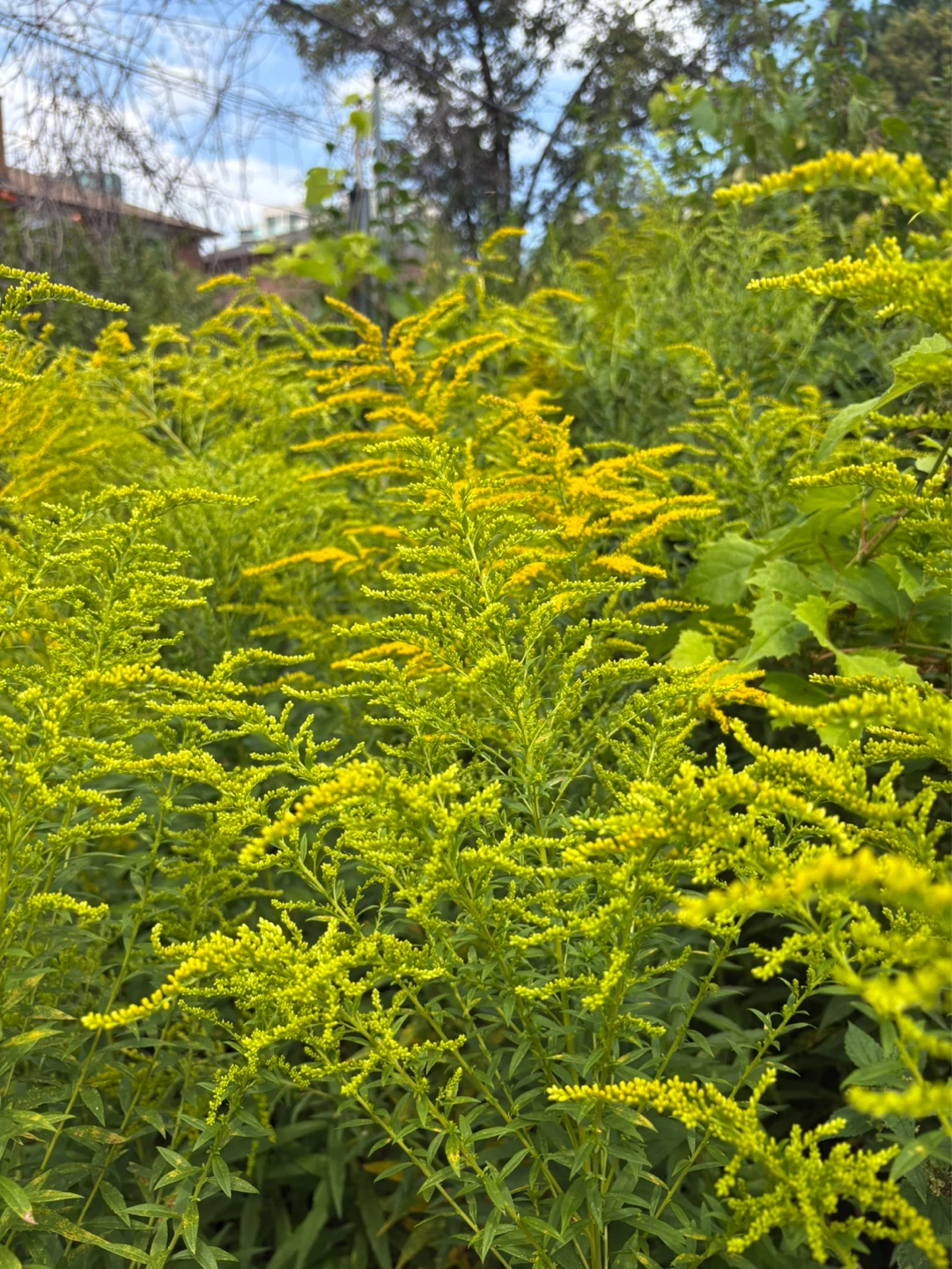 Fresh-cut goldenrod 💛 $5/bunch