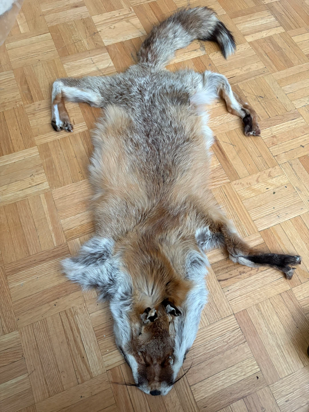 Real Red Fox Skin With Feet
