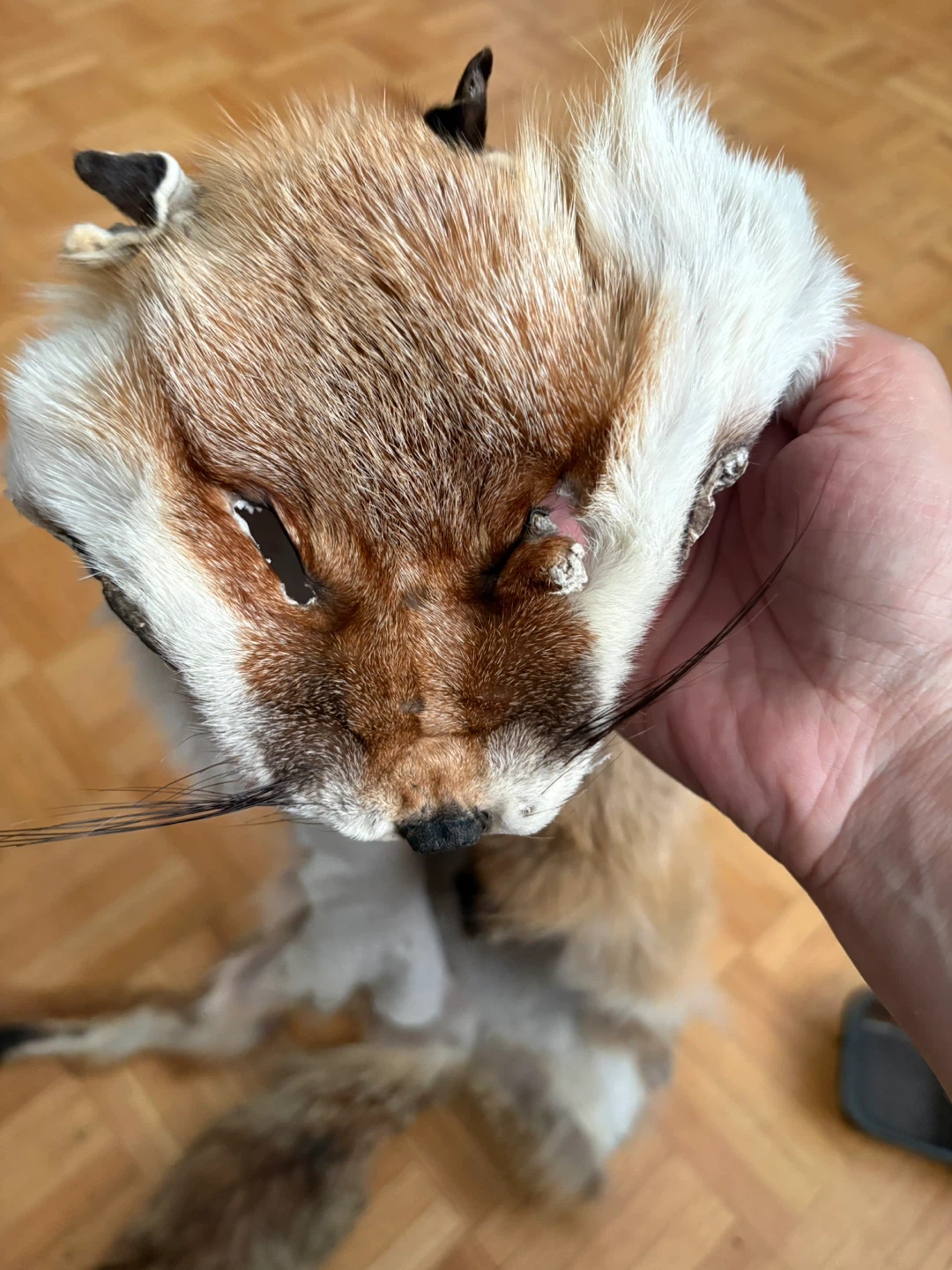 Real Red Fox Skin With Feet - photo 2