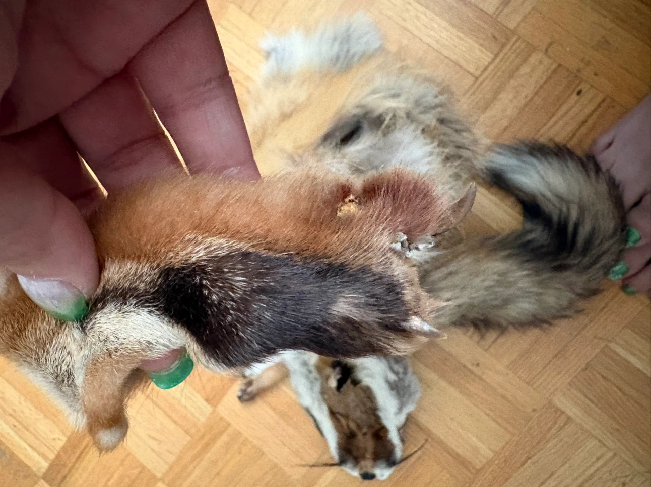Real Red Fox Skin With Feet - photo 3