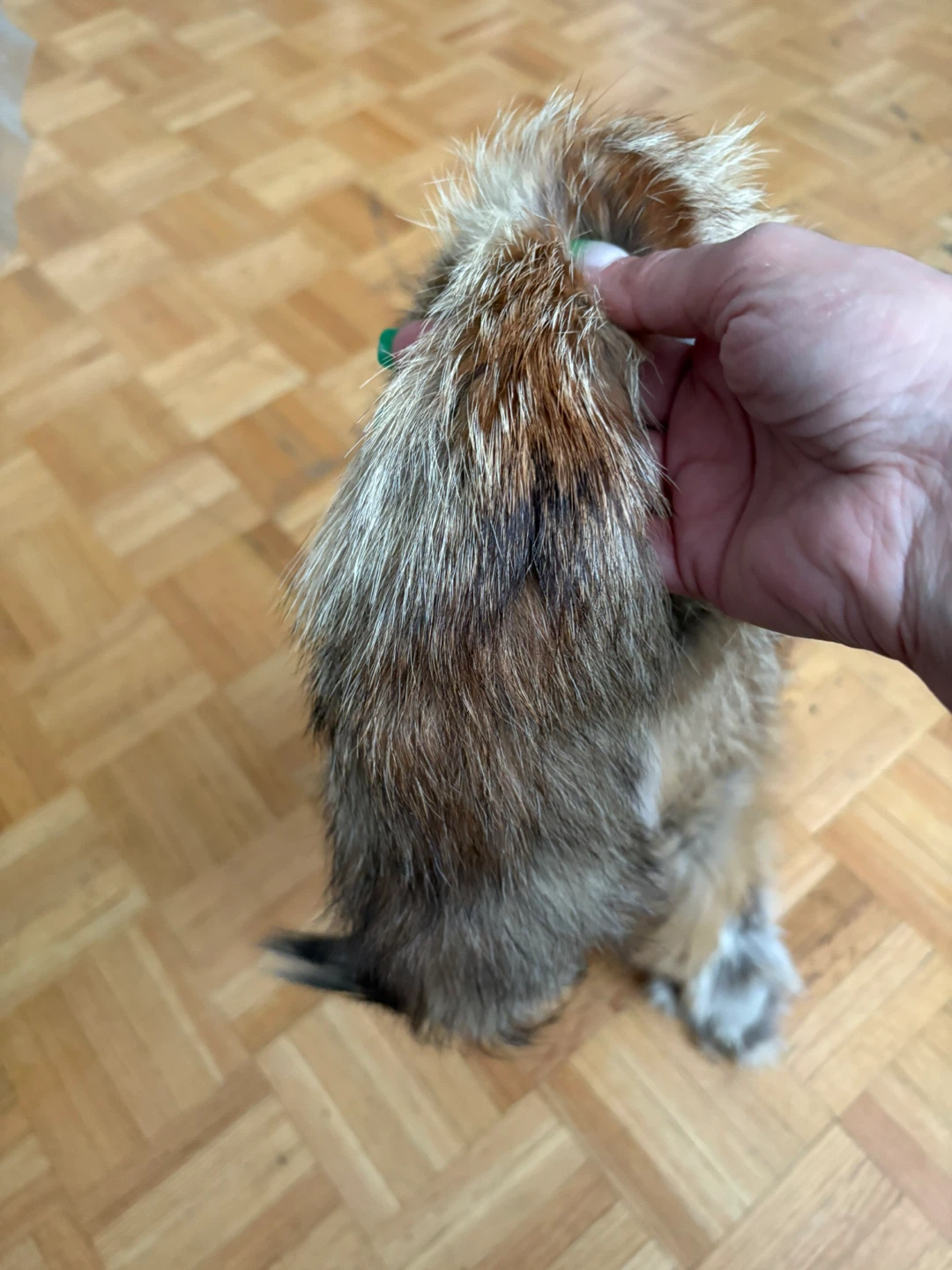 Real Red Fox Skin With Feet - photo 4