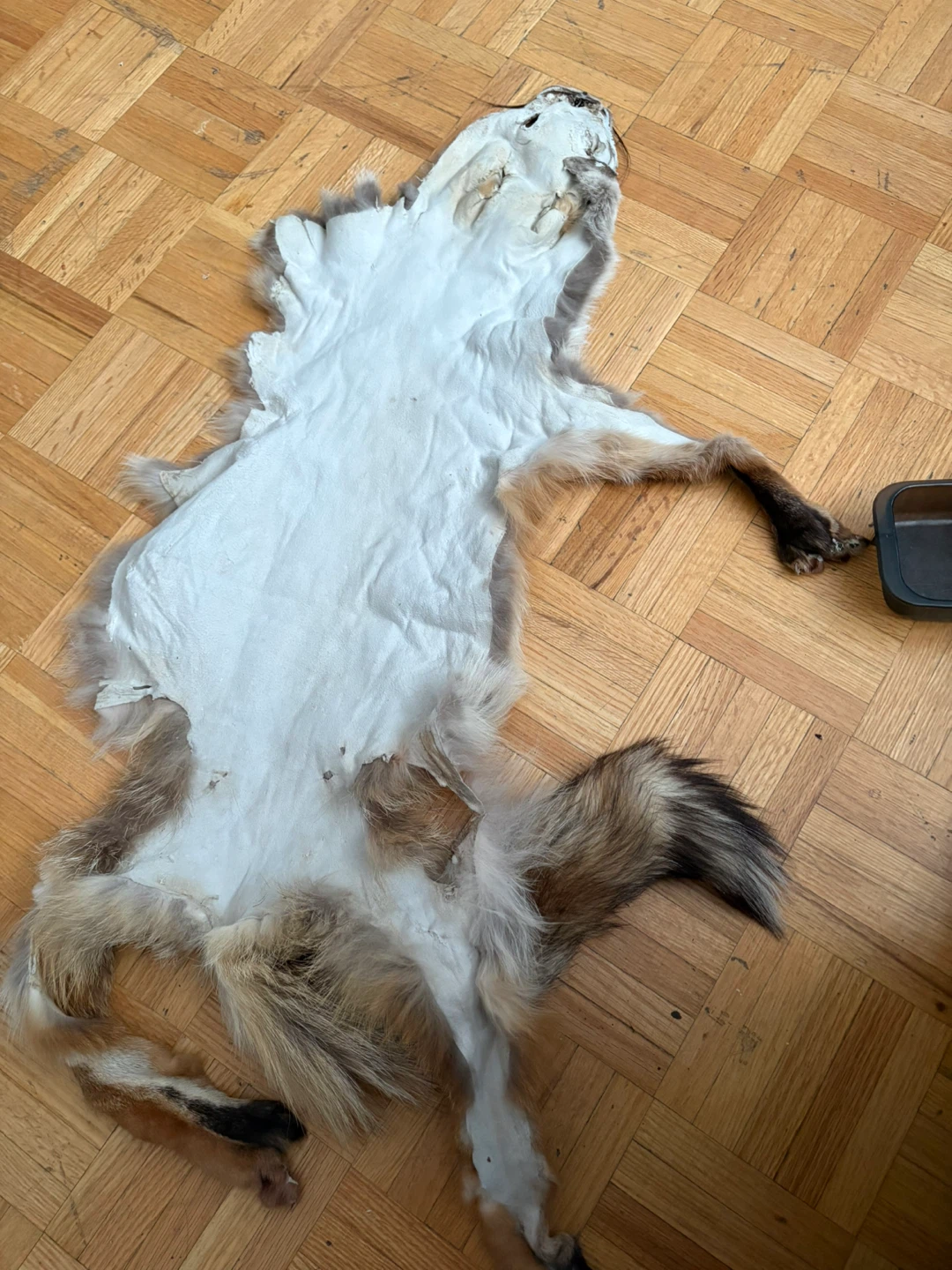 Real Red Fox Skin With Feet - photo 5