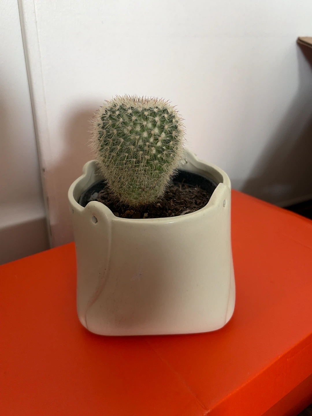 Potted Cactus Plant