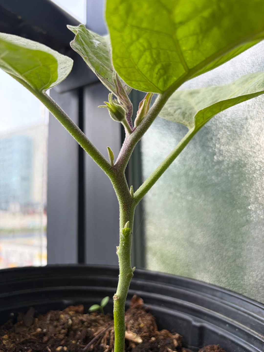 🍆Eggplant Plant🍆