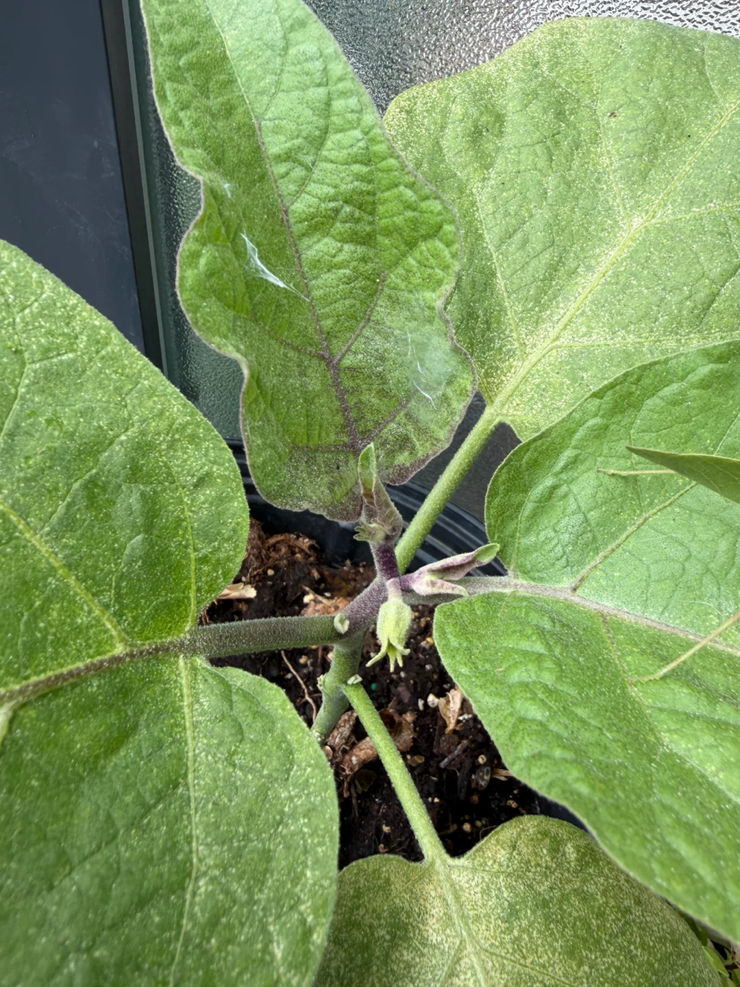 🍆Eggplant Plant🍆 - photo 2